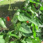Climbing Beans 1