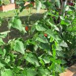 Climbing Beans 2
