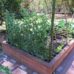 Climbing (Shell) Peas