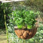 Cilantro or Coriander