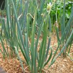 Spring Onions